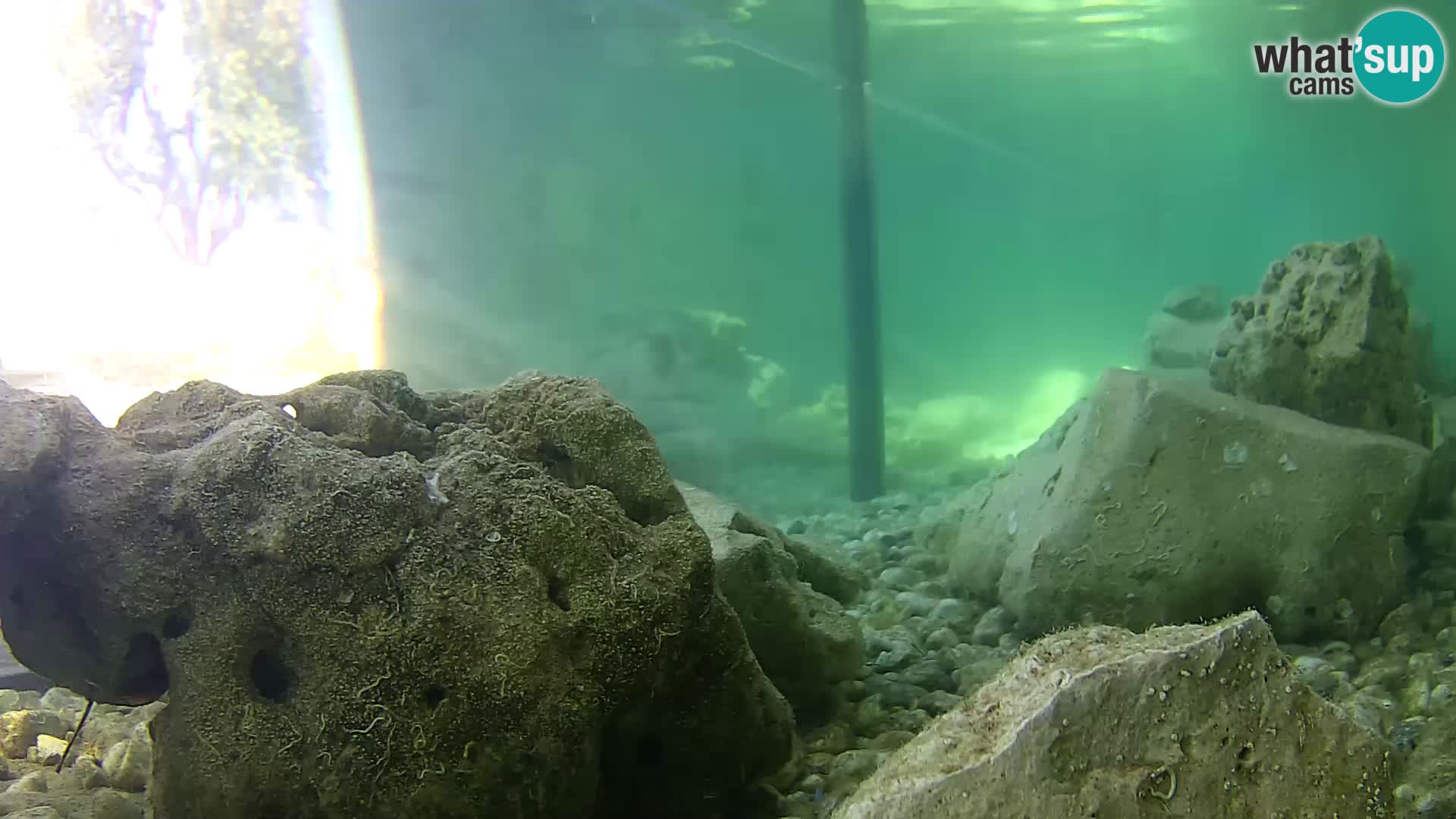 Aquario marino esterno – Rogoznica livecam Croazia