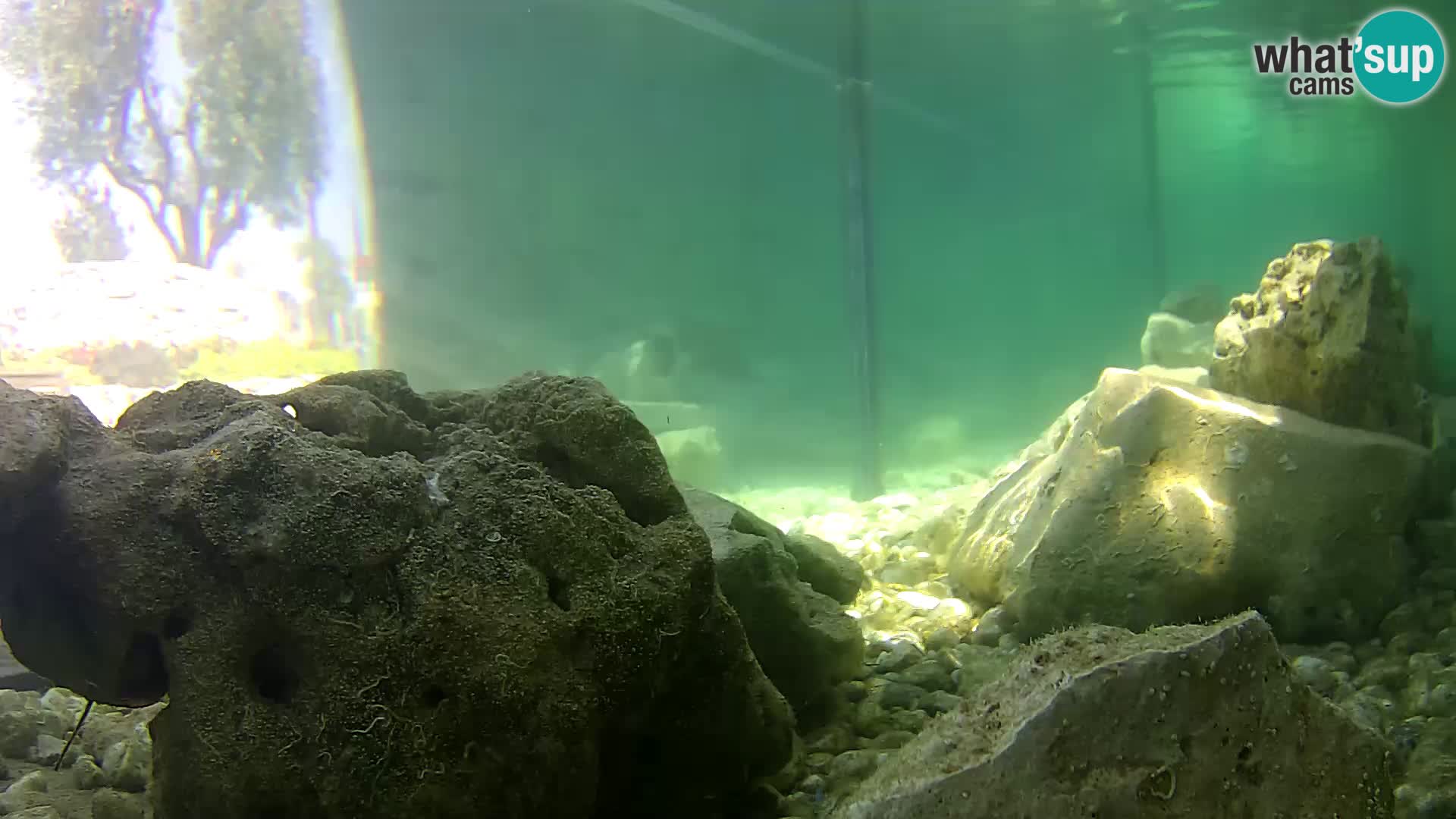 Acuario marino al aire libre Rogoznica webcam Croacia