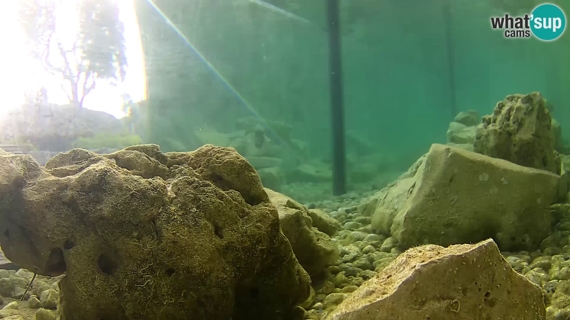 Aquario marino esterno –  Rogoznica livecam Croazia