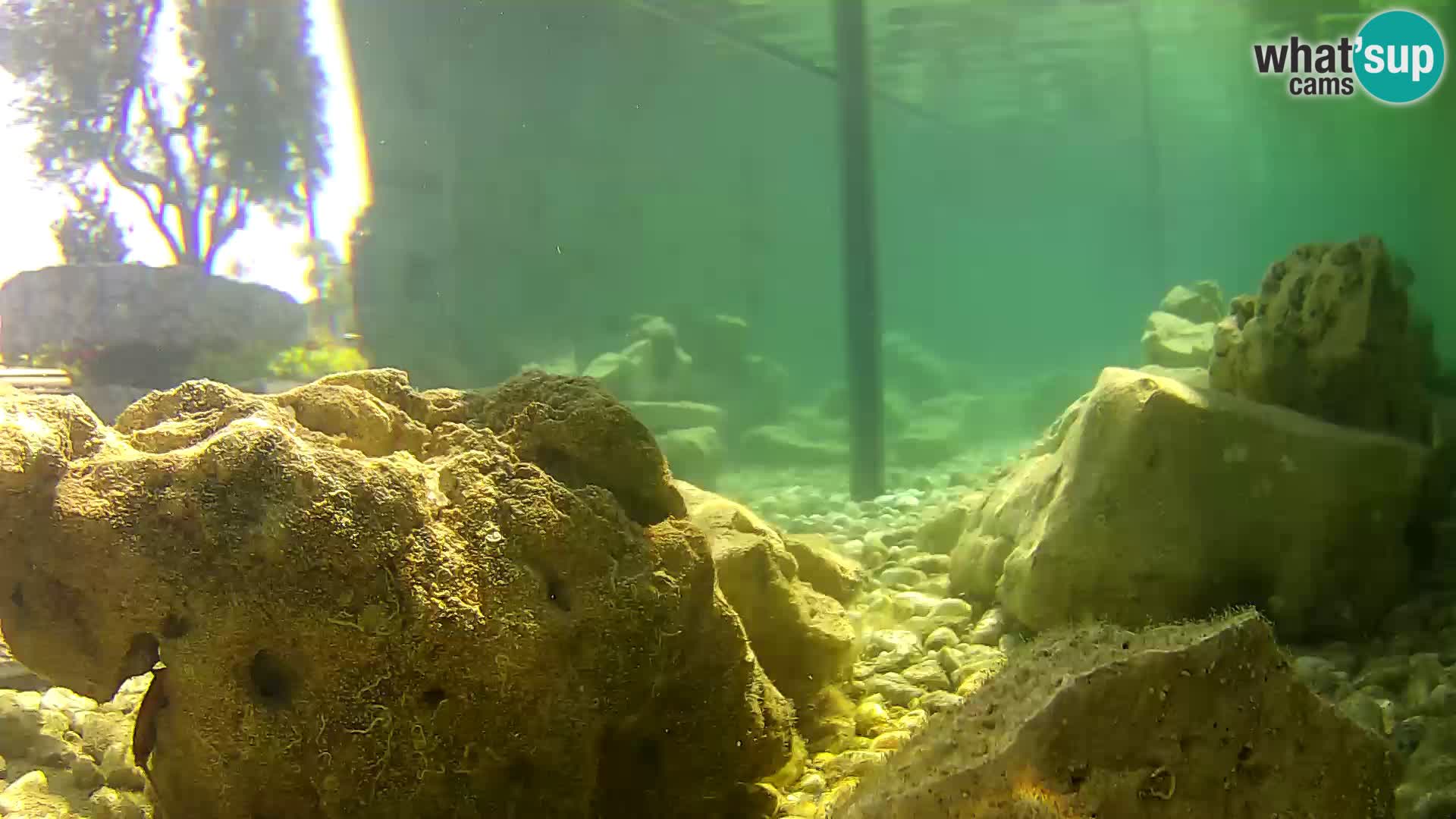 Zunanji morski akvarij Rogoznica spletna kamera Hrvaška