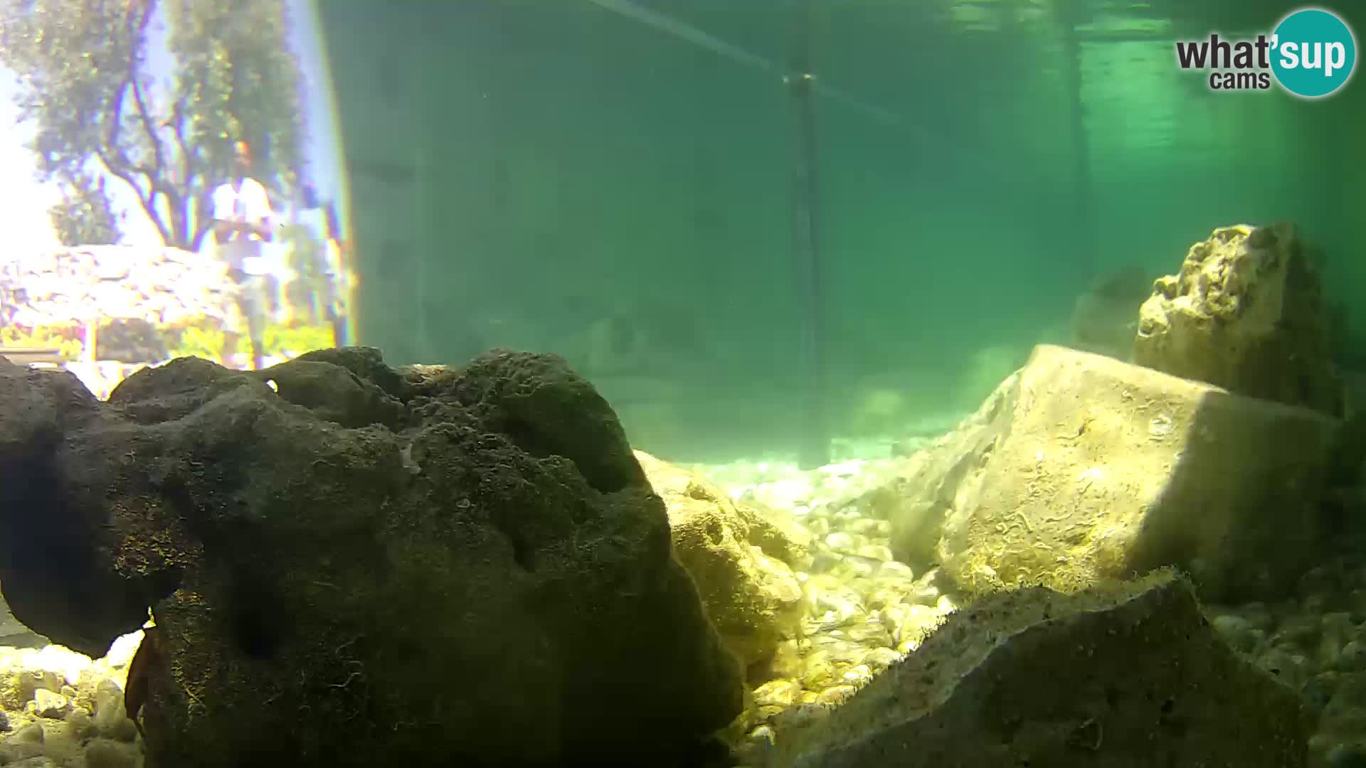 Outdoor Marine Aquarium Rogoznica webcam Croatia