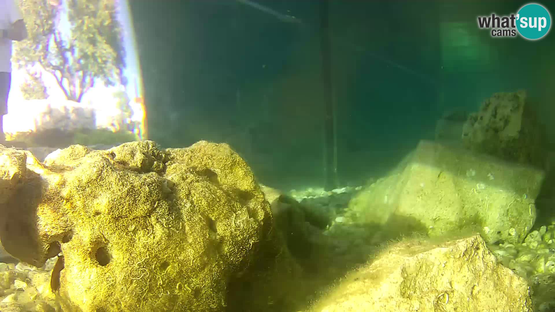 Acuario marino al aire libre Rogoznica webcam Croacia