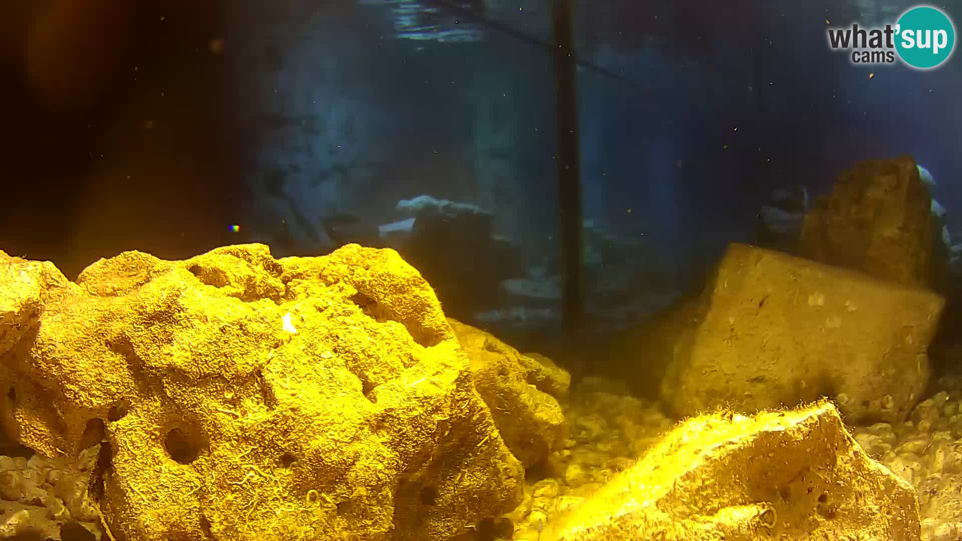 Aquario marino esterno – Rogoznica livecam Croazia