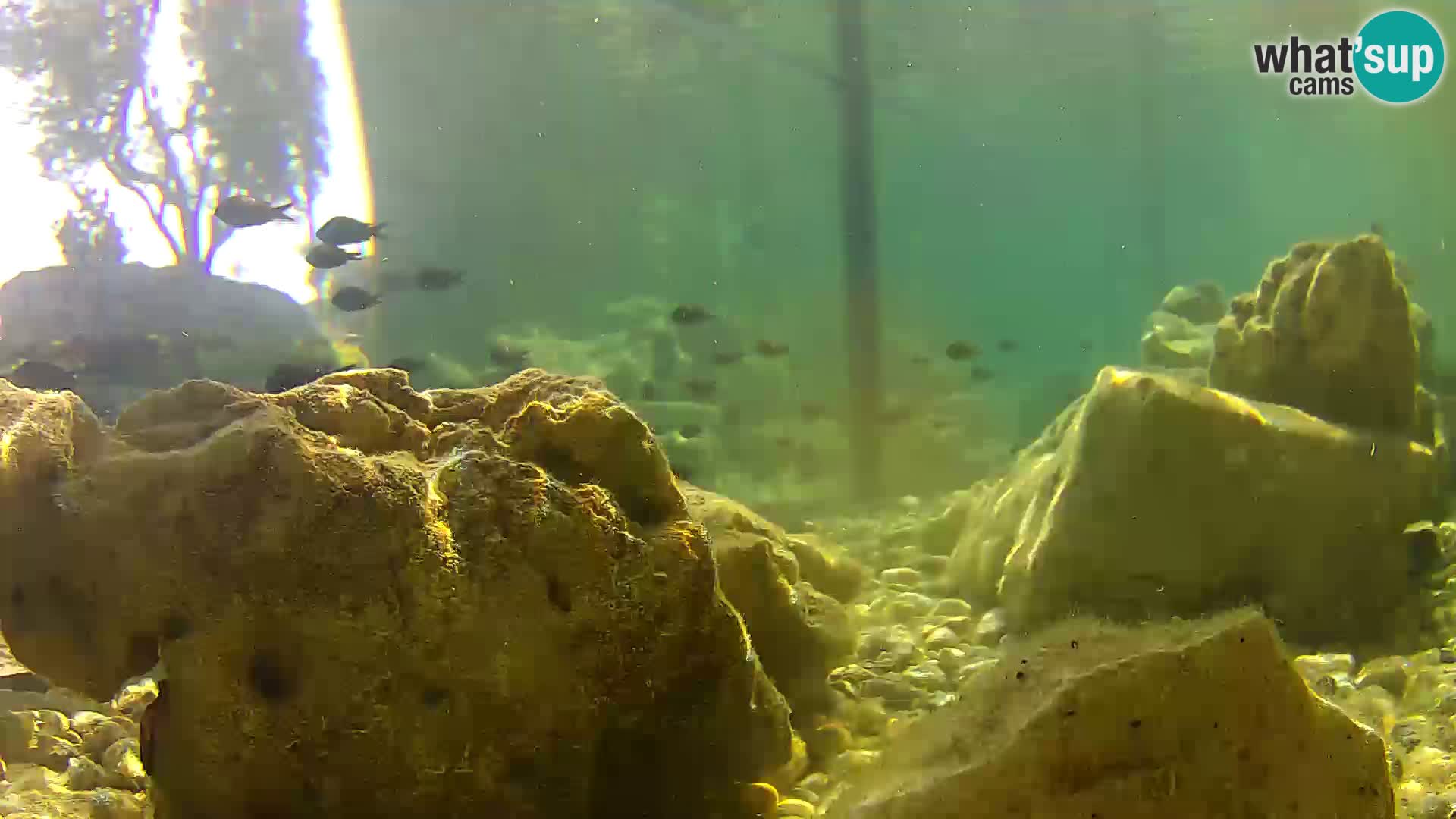 Marine Aquarium im Freien Rogoznica webcam Kroatien