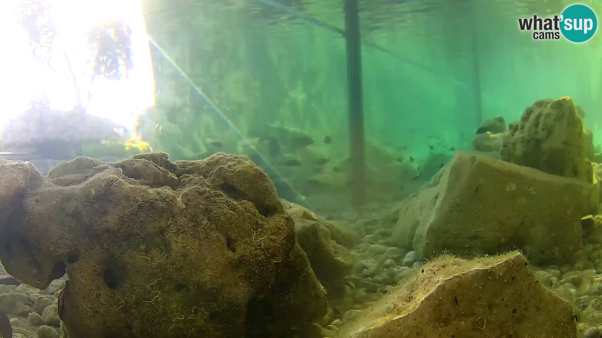 Aquario marino esterno –  Rogoznica livecam Croazia