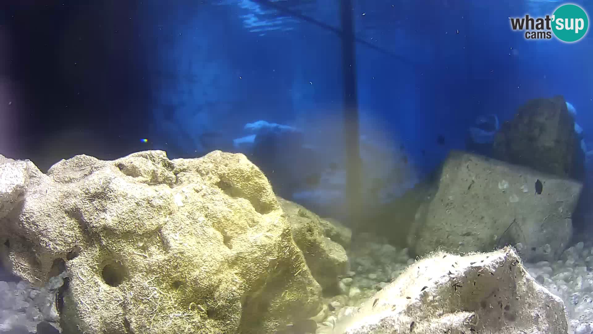 Aquario marino esterno – Rogoznica livecam Croazia