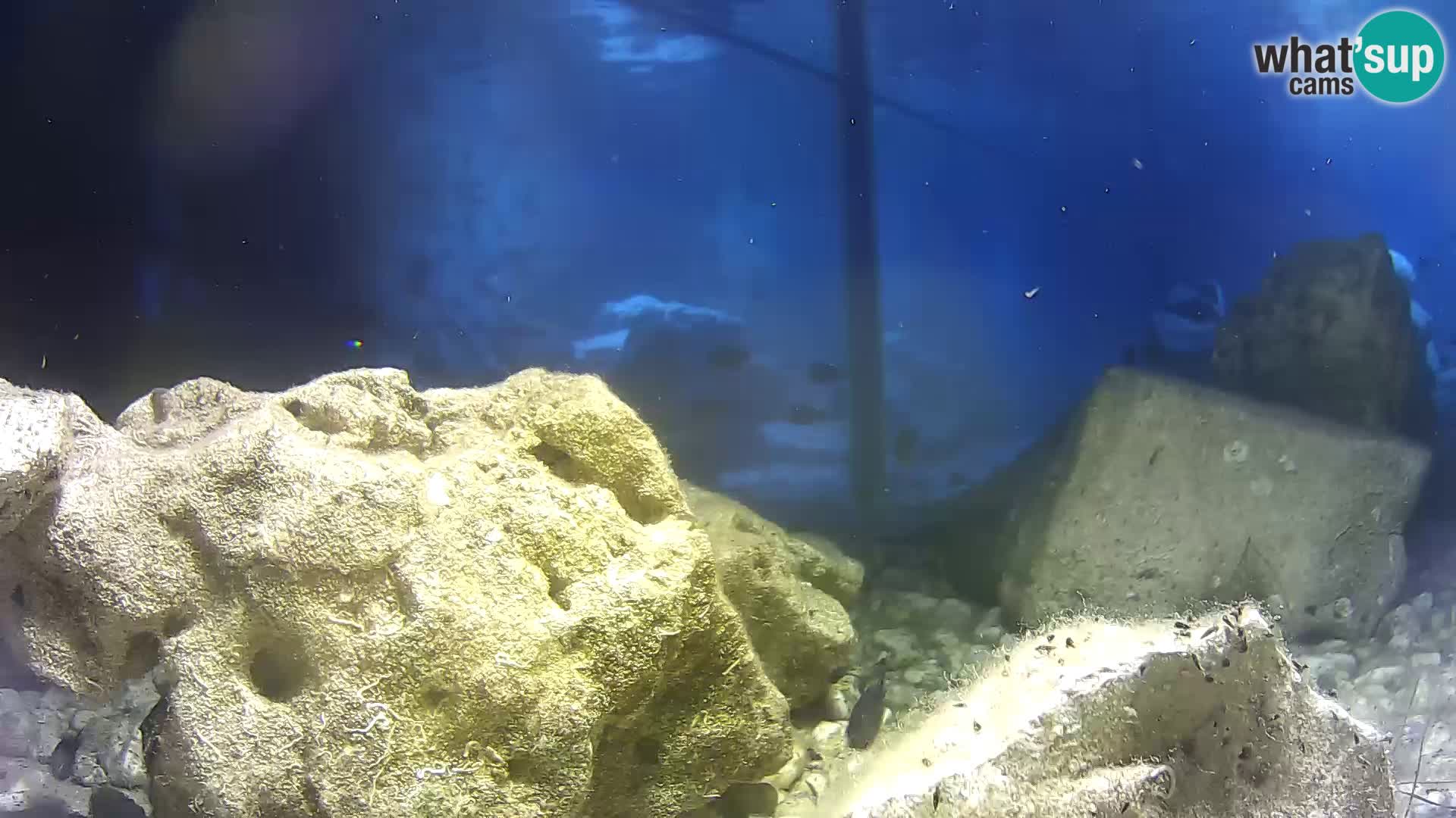 Aquario marino esterno –  Rogoznica livecam Croazia