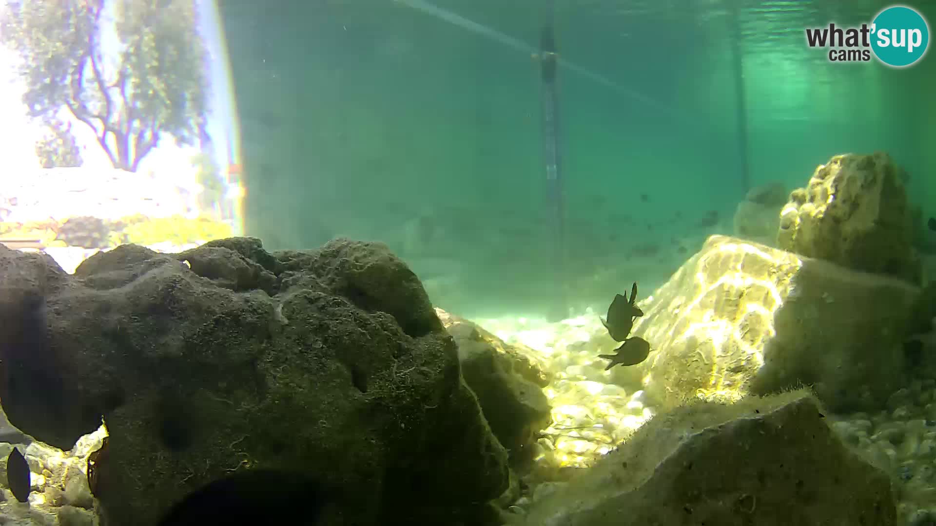 Acuario marino al aire libre Rogoznica webcam Croacia