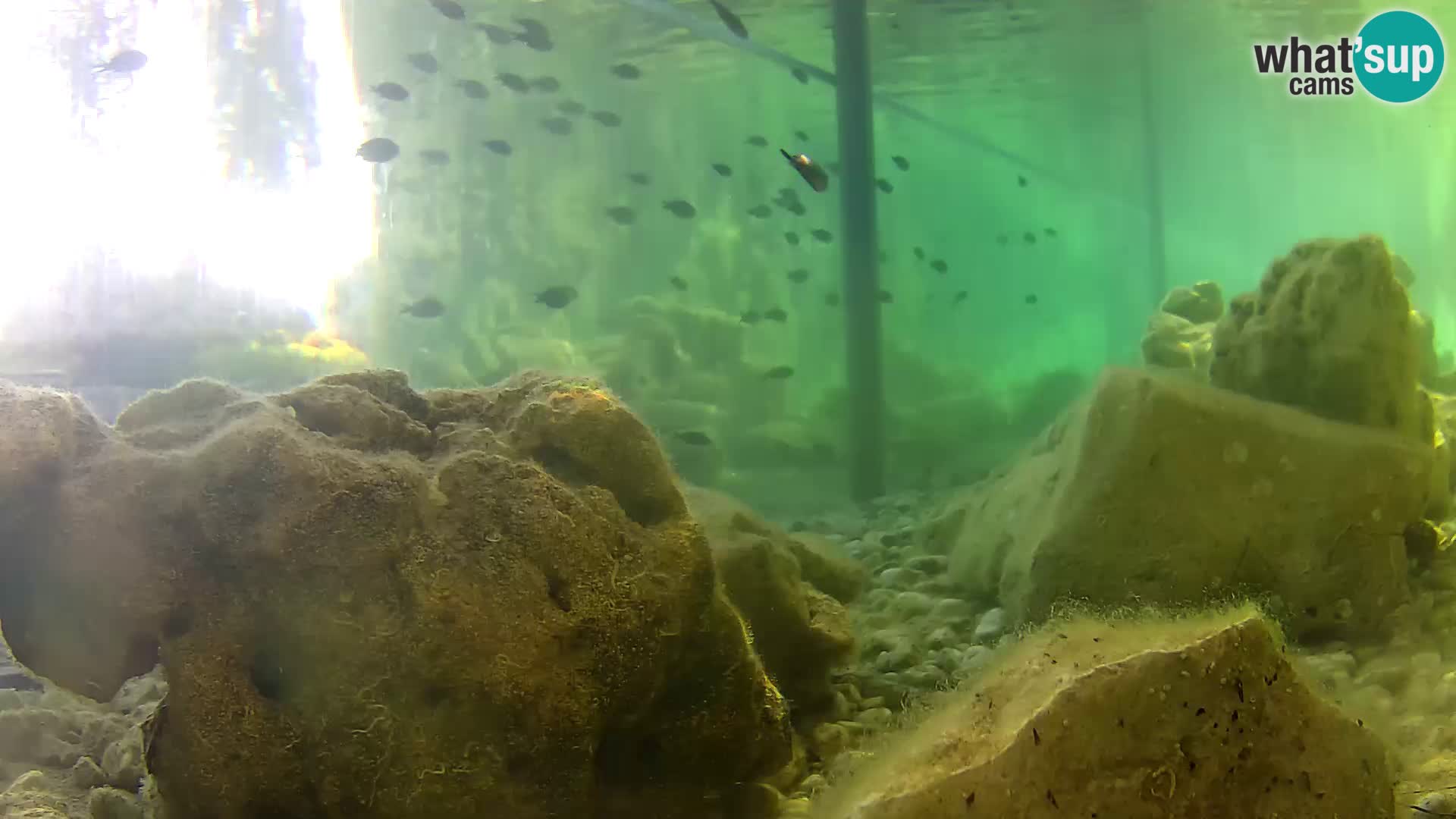 Acuario marino al aire libre Rogoznica webcam Croacia
