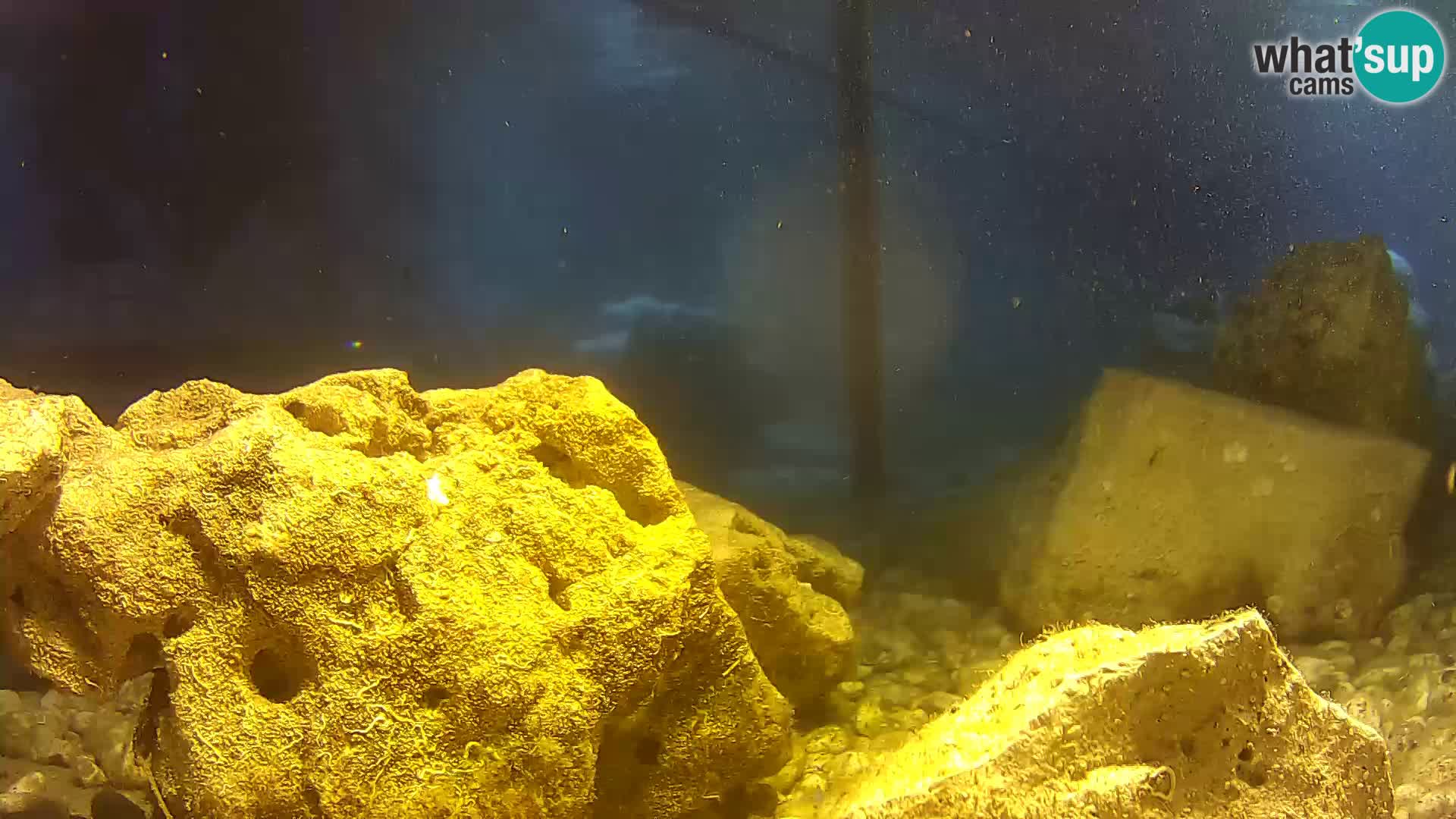 Aquario marino esterno –  Rogoznica livecam Croazia