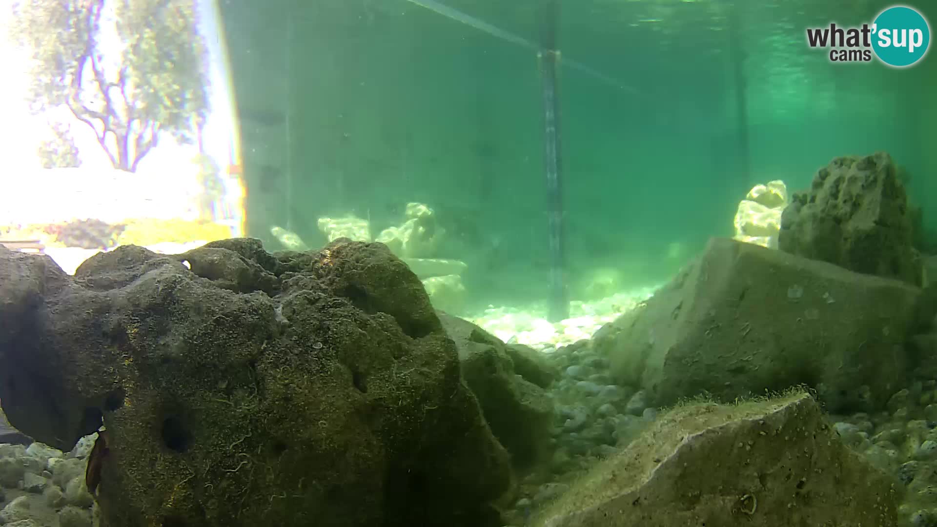 Outdoor Marine Aquarium Rogoznica webcam Croatia