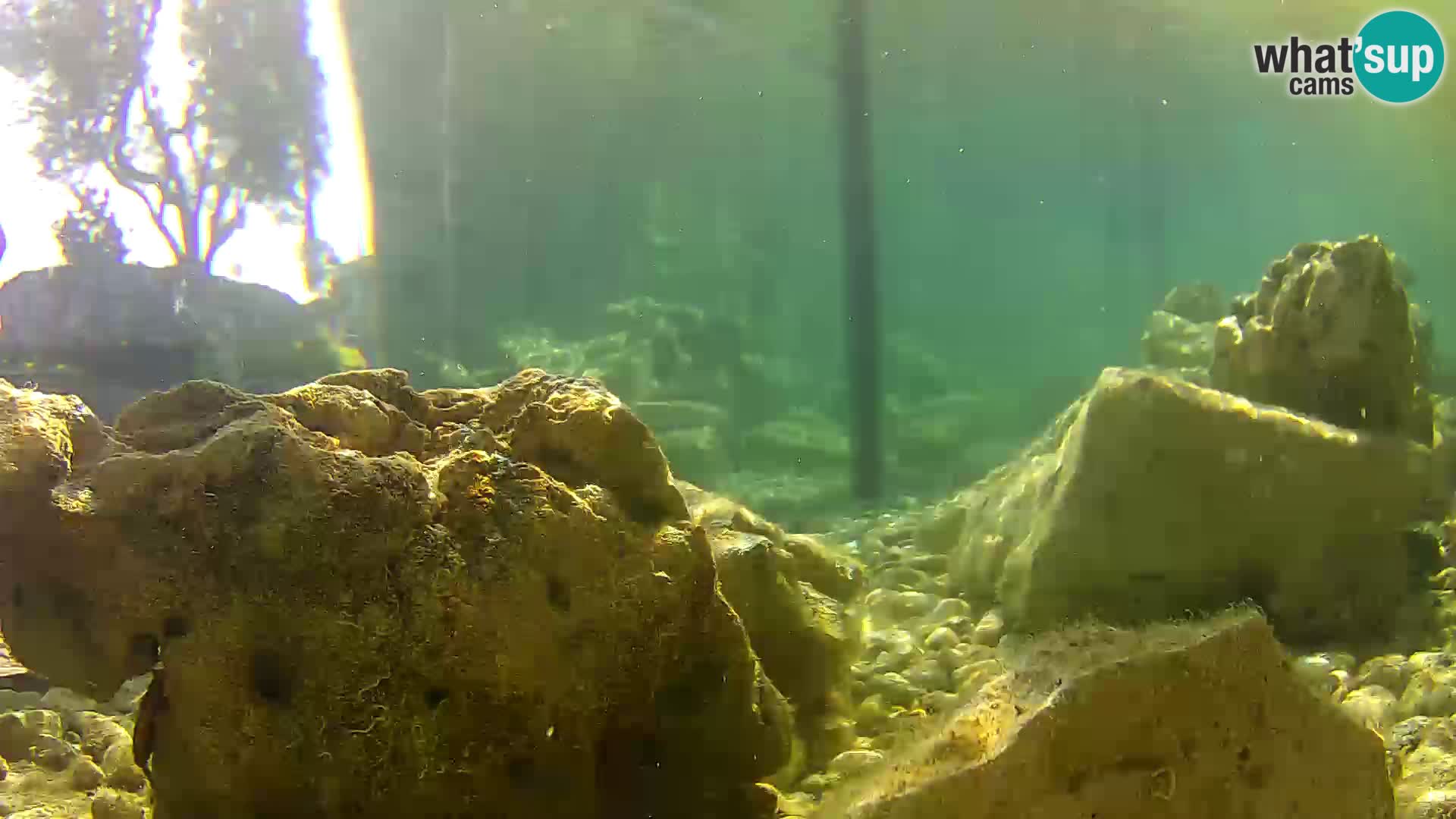 Webcam de l’aquarium marin extérieur de Rogoznica Croatie