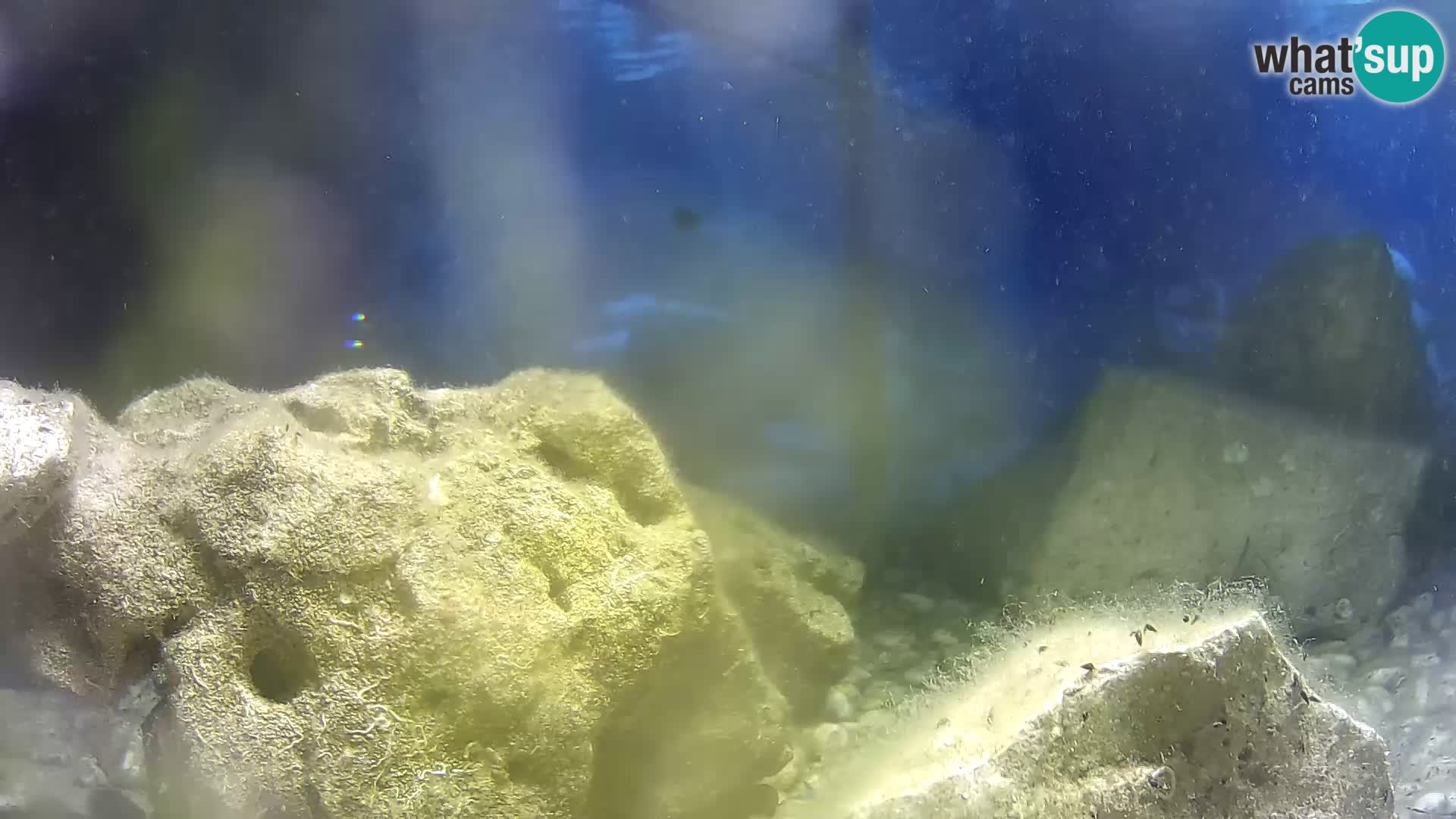 Aquario marino esterno – Rogoznica livecam Croazia