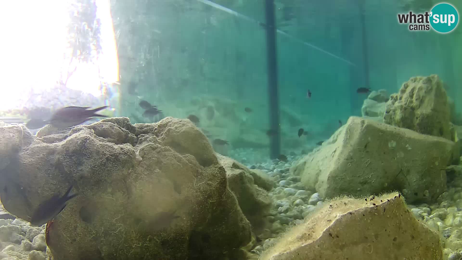 Aquario marino esterno –  Rogoznica livecam Croazia
