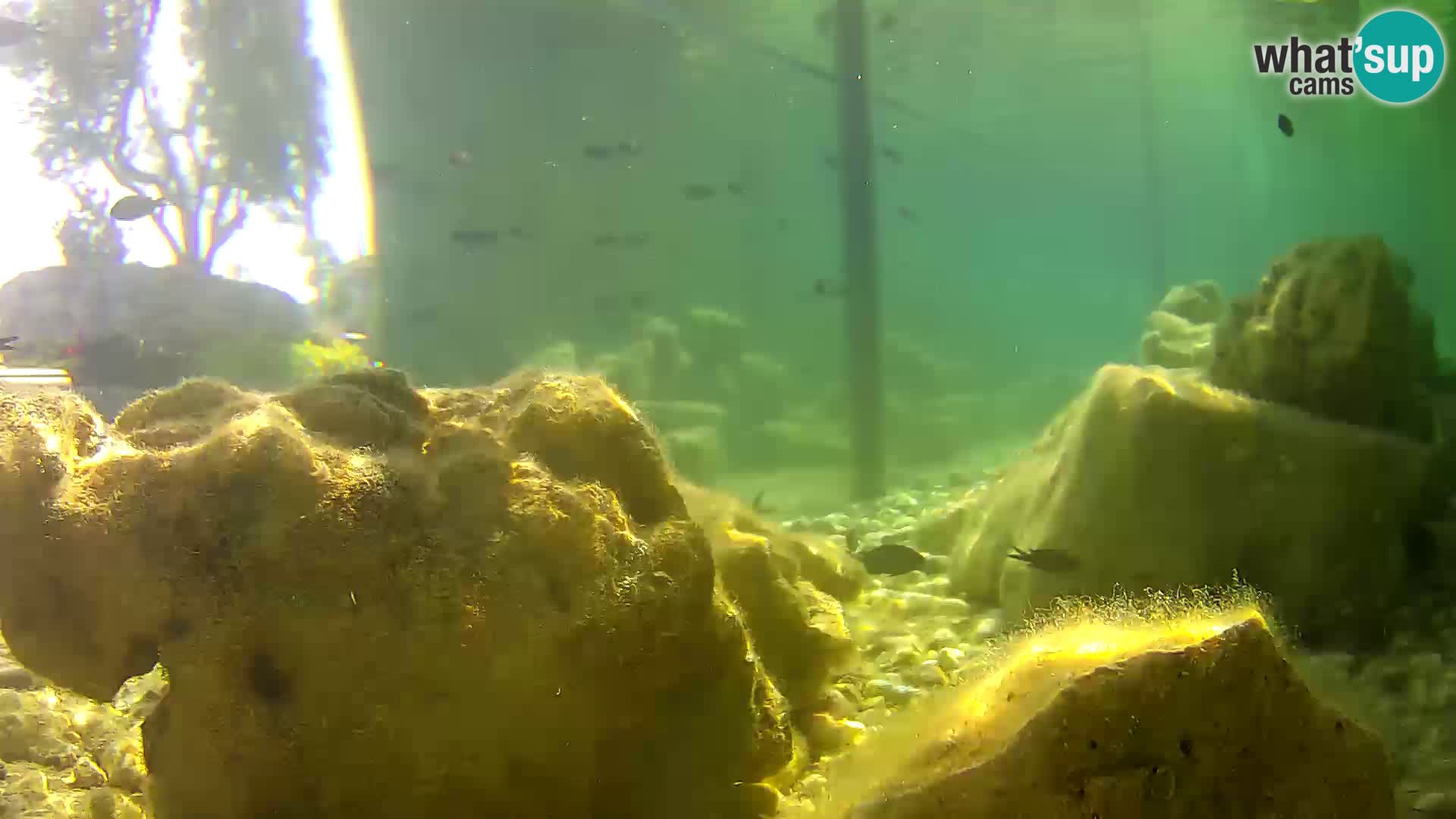 Outdoor Marine Aquarium Rogoznica webcam Croatia