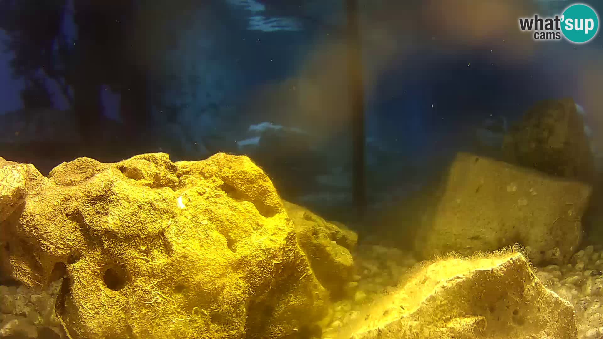 Aquario marino esterno –  Rogoznica livecam Croazia