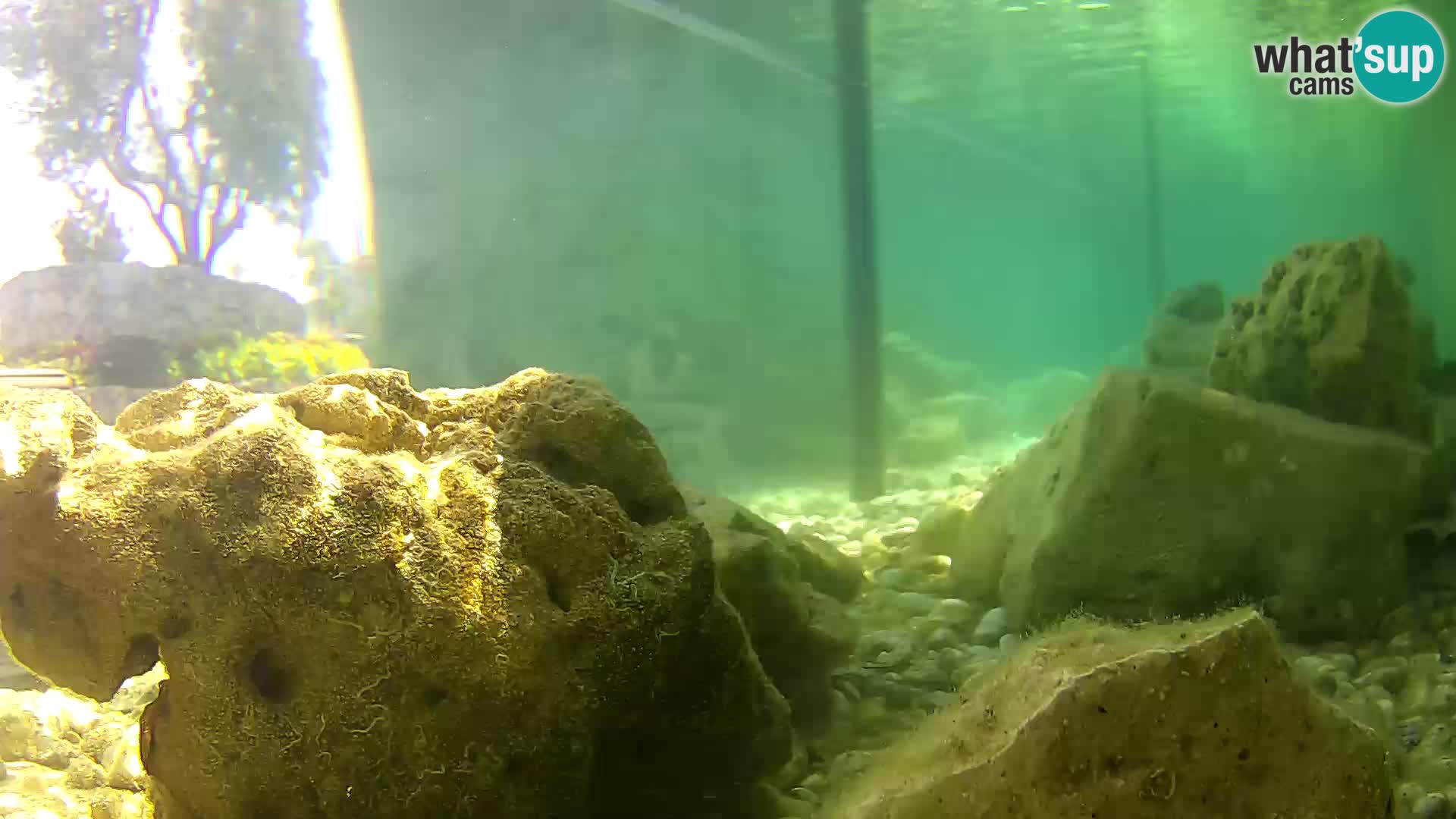 Aquario marino esterno –  Rogoznica livecam Croazia