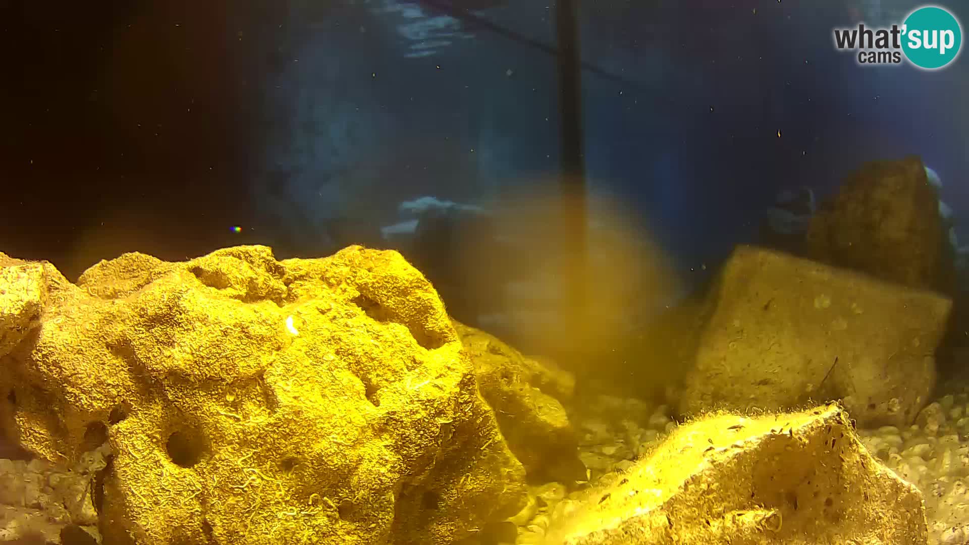Aquario marino esterno –  Rogoznica livecam Croazia