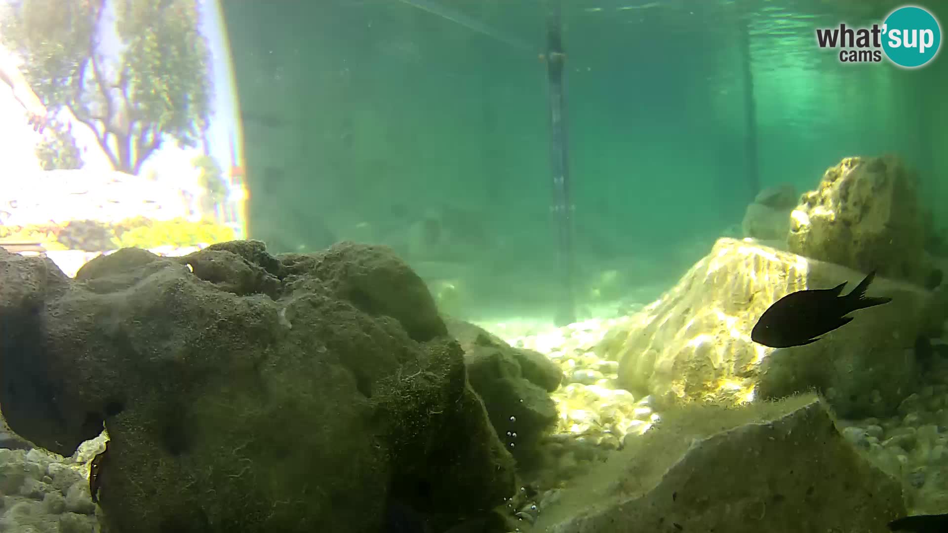Aquario marino esterno –  Rogoznica livecam Croazia