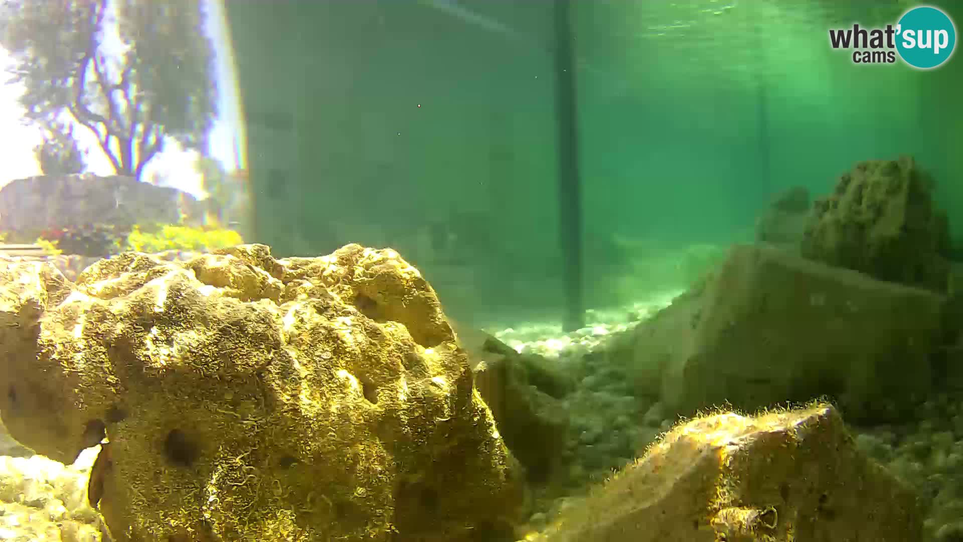 Marine Aquarium im Freien Rogoznica webcam Kroatien