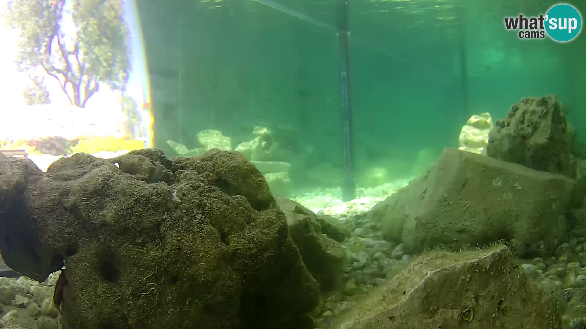 Outdoor Marine Aquarium Rogoznica webcam Croatia
