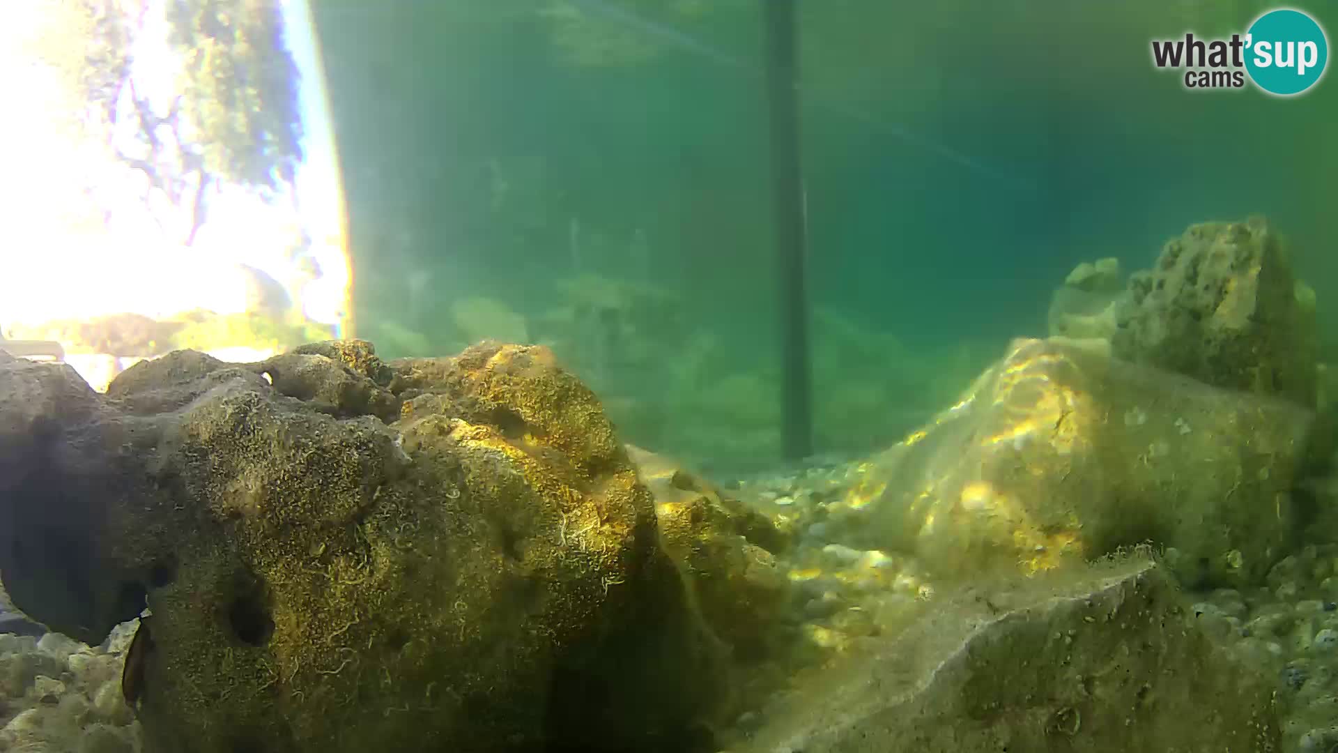 Webcam de l’aquarium marin extérieur de Rogoznica Croatie