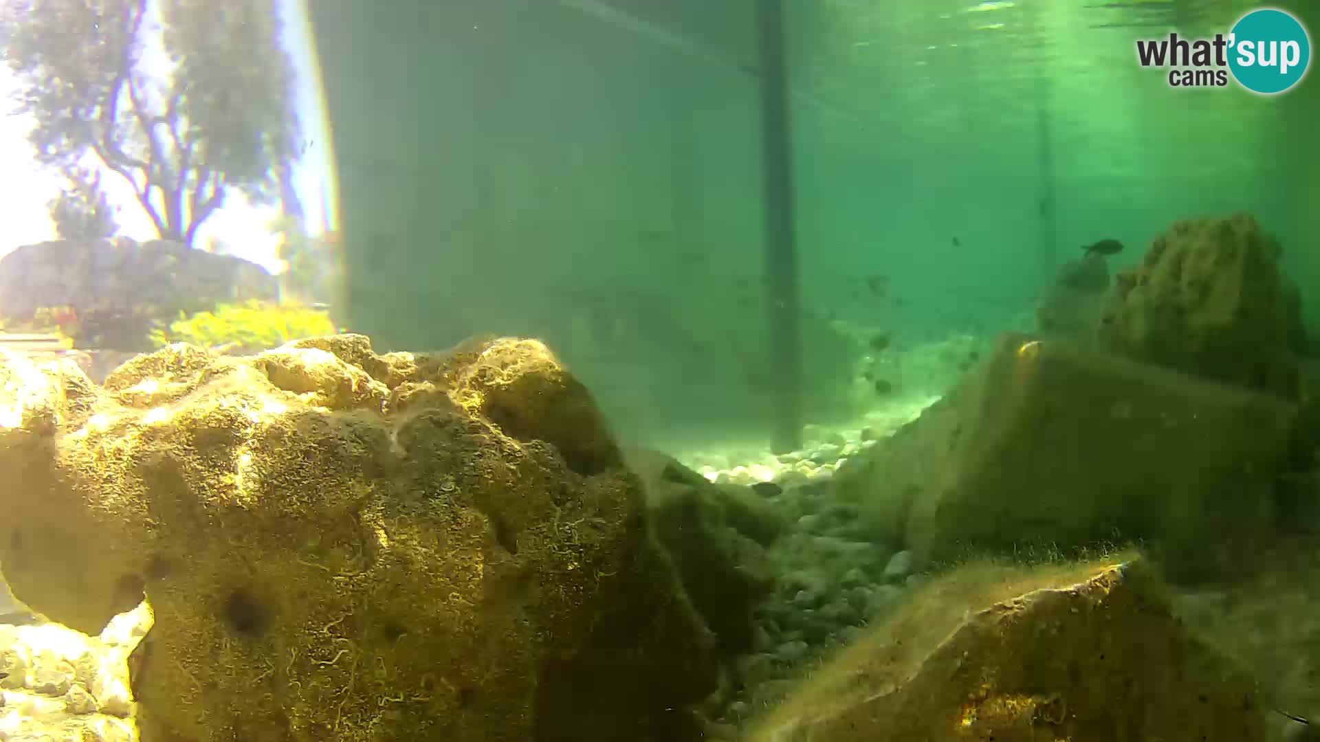 Aquario marino esterno –  Rogoznica livecam Croazia