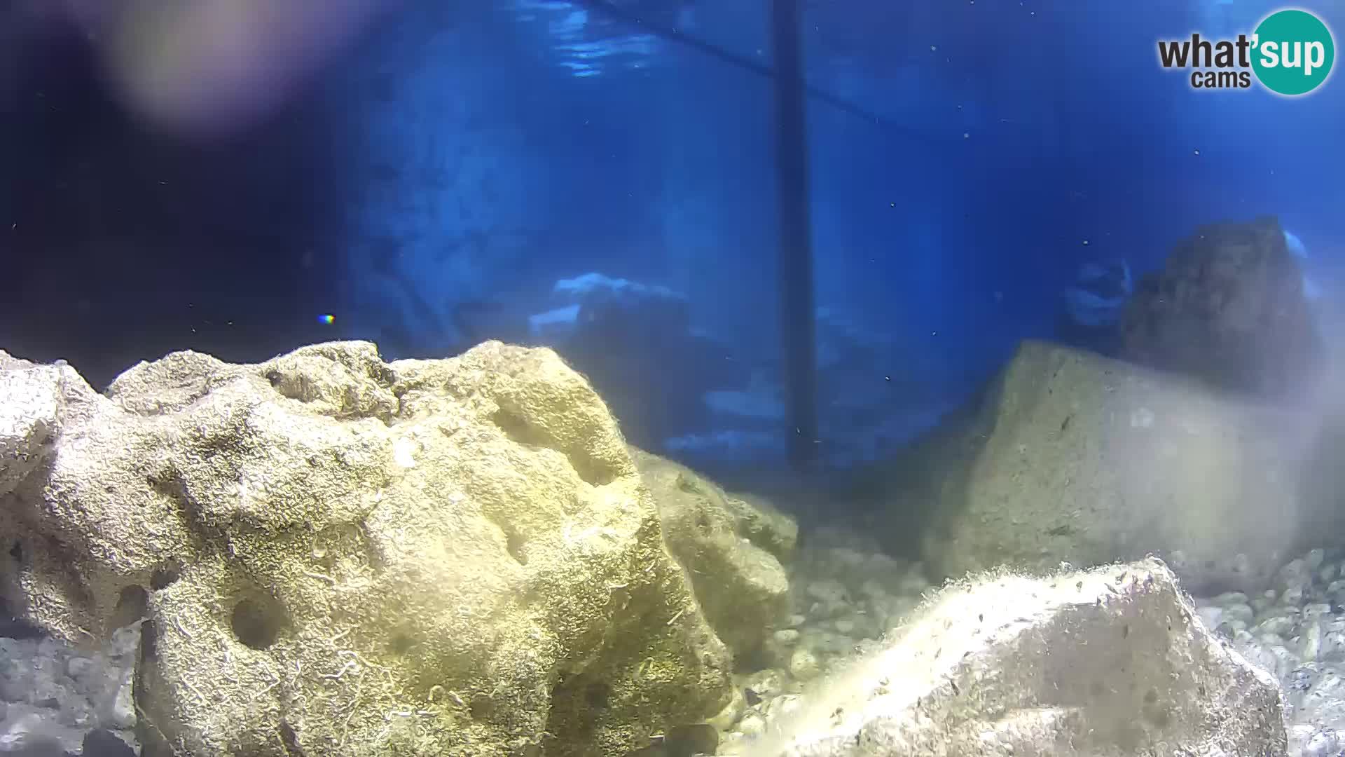 Acuario marino al aire libre Rogoznica webcam Croacia