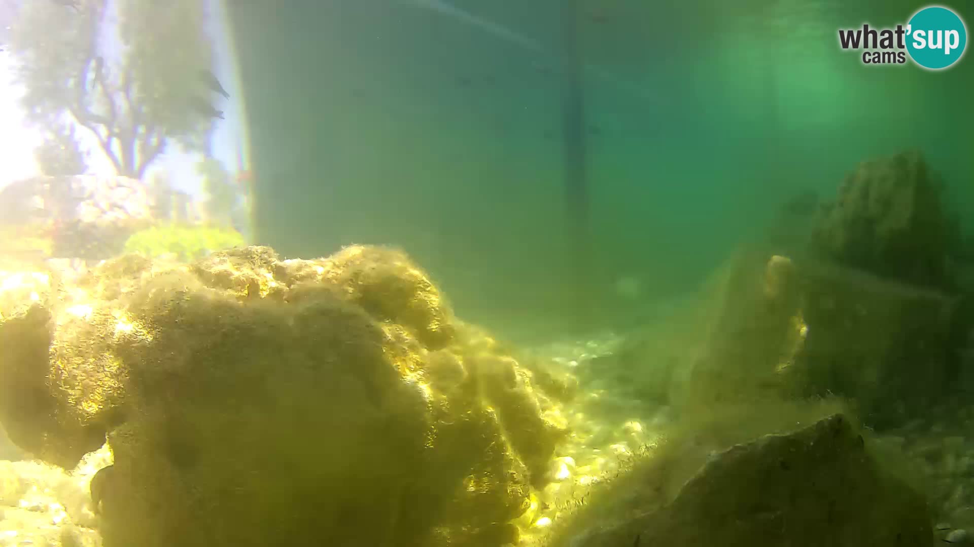 Outdoor Marine Aquarium Rogoznica webcam Croatia