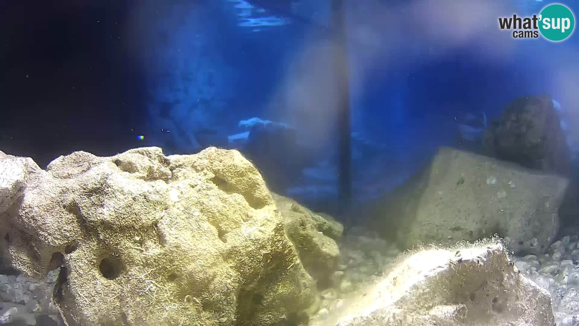 Aquario marino esterno –  Rogoznica livecam Croazia