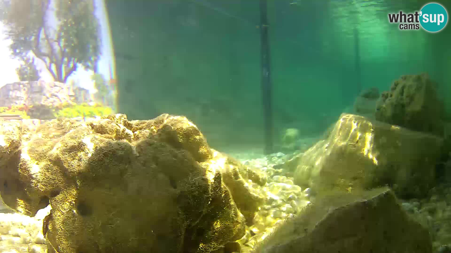 Aquario marino esterno –  Rogoznica livecam Croazia