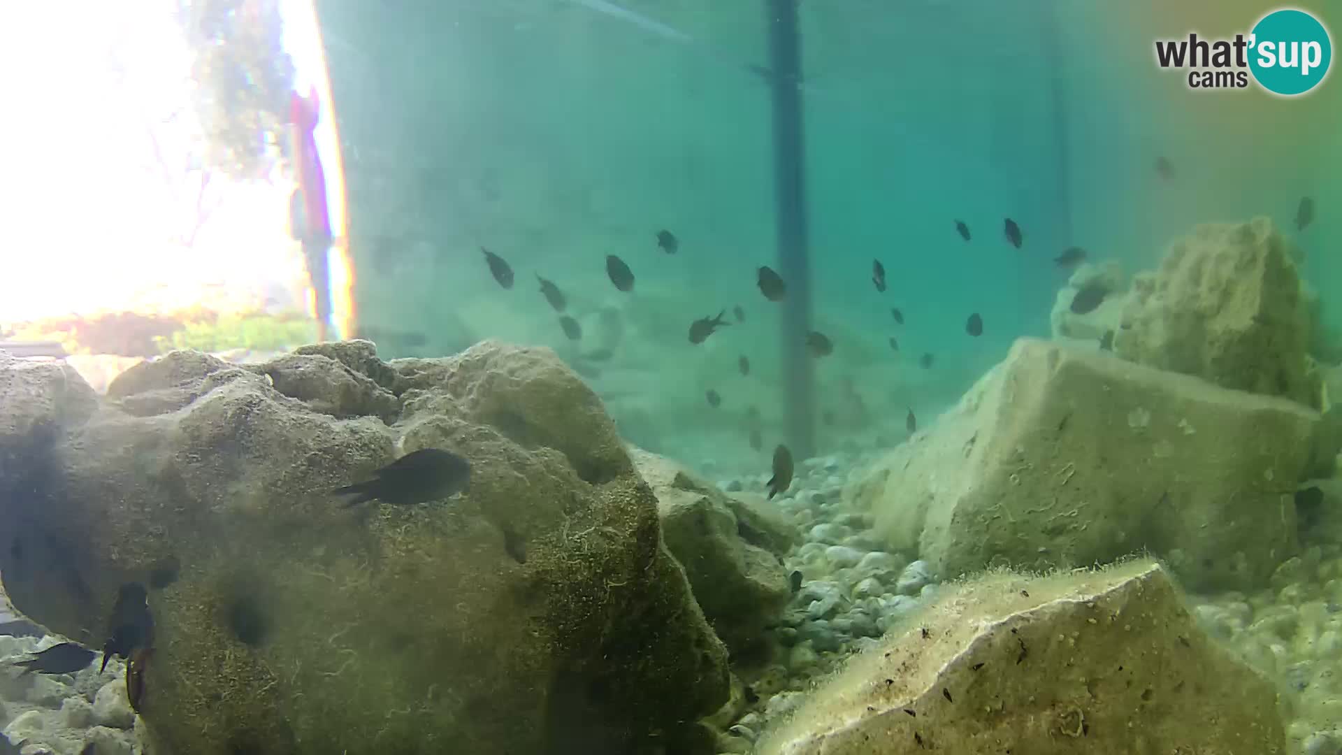 Aquario marino esterno –  Rogoznica livecam Croazia