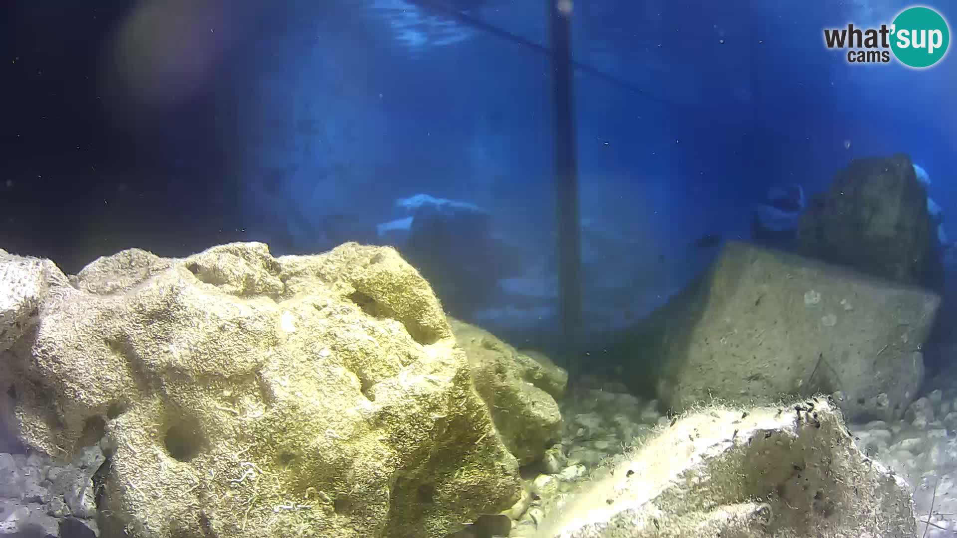 Marine Aquarium im Freien Rogoznica webcam Kroatien