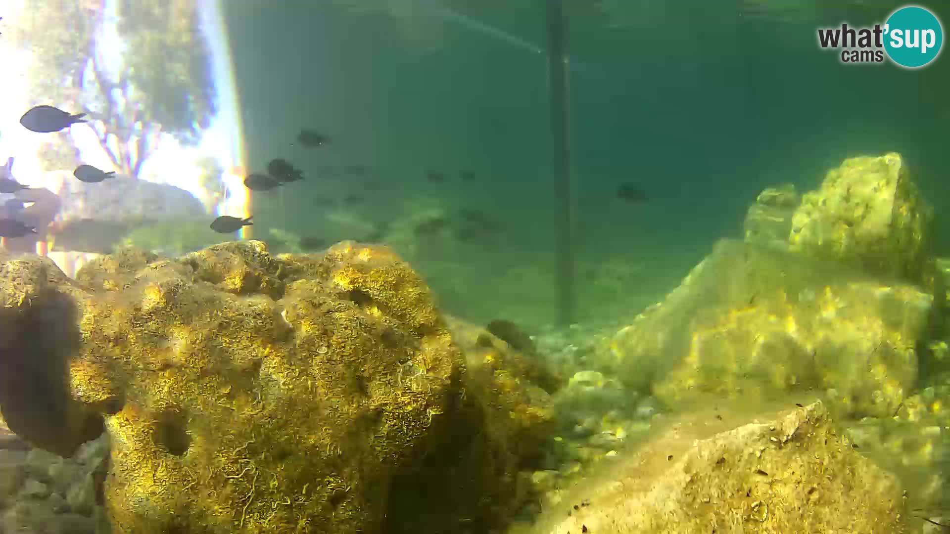 Marine Aquarium im Freien Rogoznica webcam Kroatien