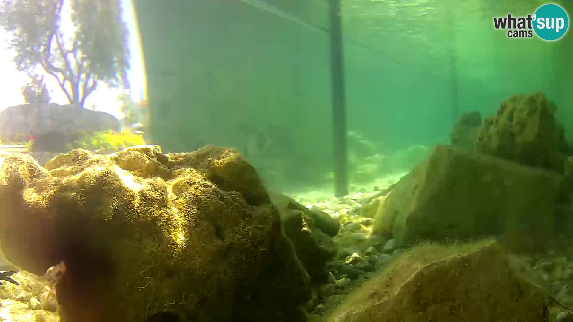 Outdoor Marine Aquarium Rogoznica webcam Croatia
