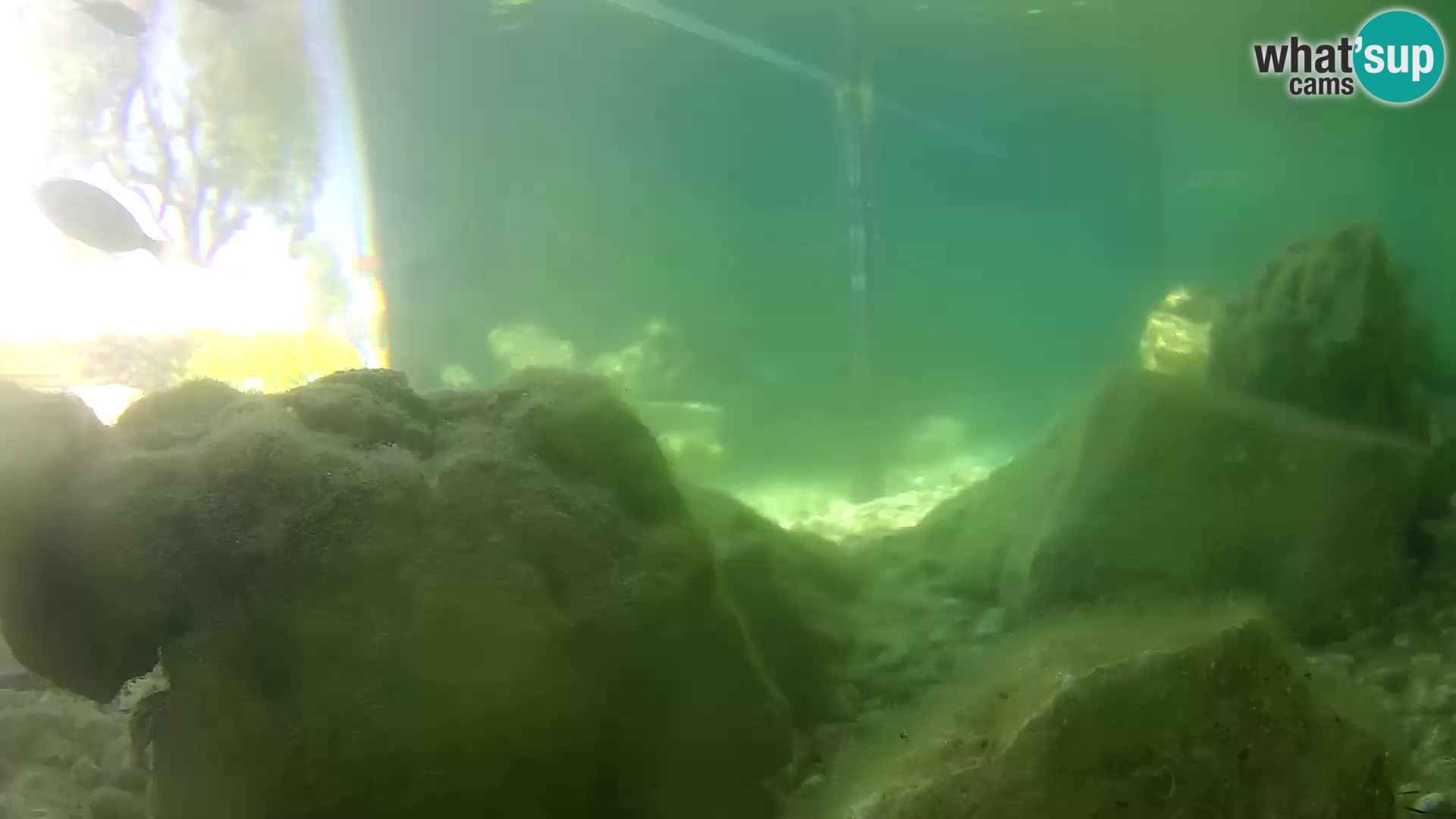Webcam de l’aquarium marin extérieur de Rogoznica Croatie