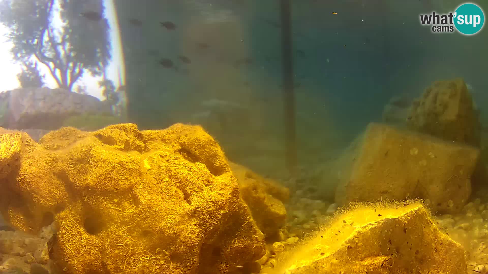 Zunanji morski akvarij Rogoznica spletna kamera Hrvaška