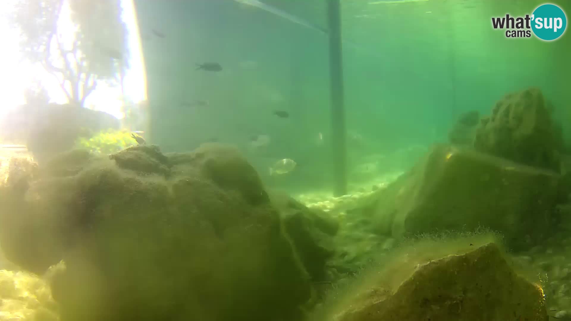 Aquario marino esterno –  Rogoznica livecam Croazia