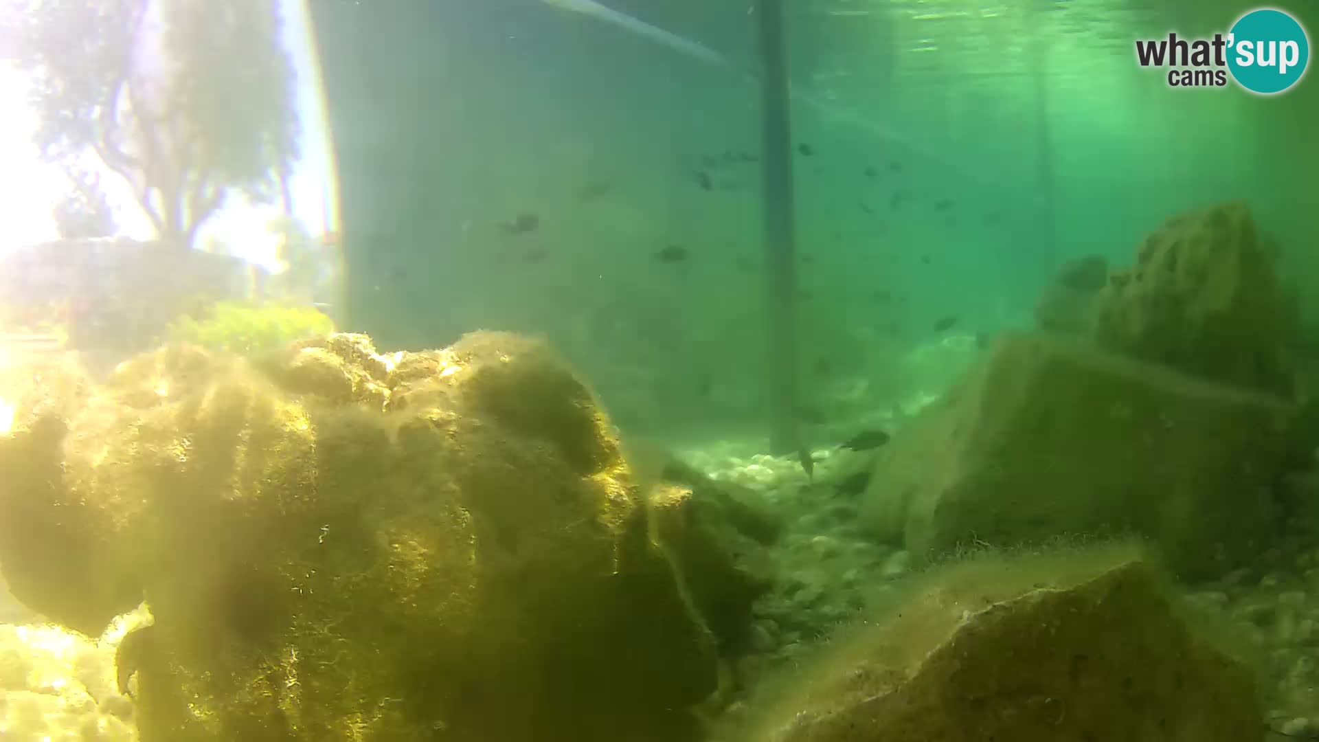 Outdoor Marine Aquarium Rogoznica webcam Croatia
