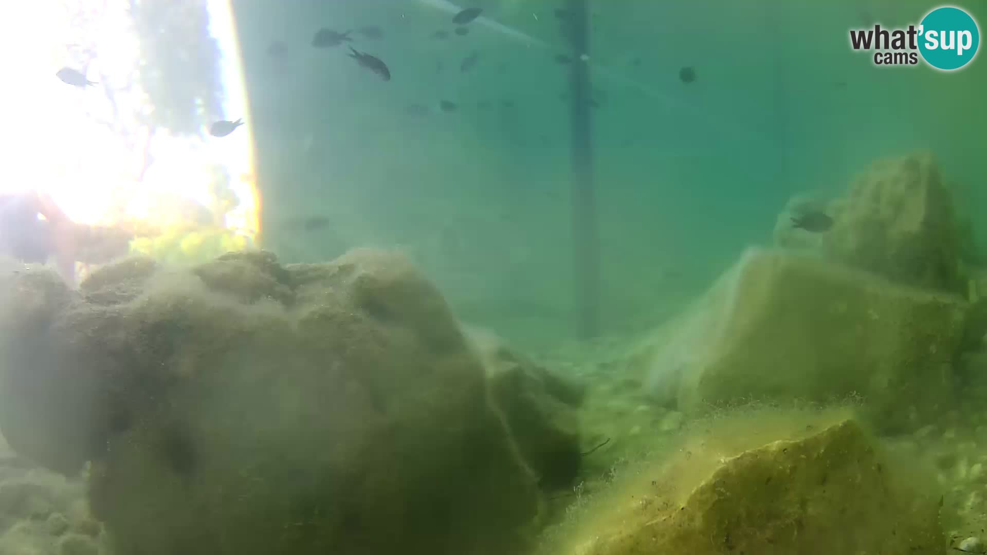 Aquario marino esterno –  Rogoznica livecam Croazia