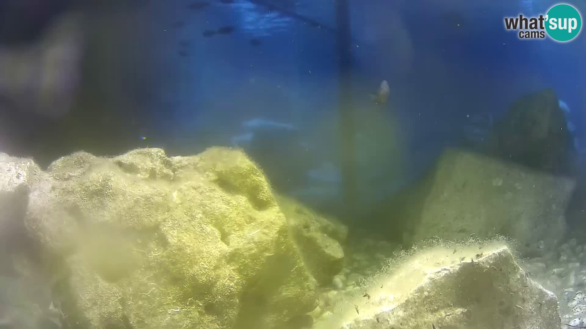 Marine Aquarium im Freien Rogoznica webcam Kroatien