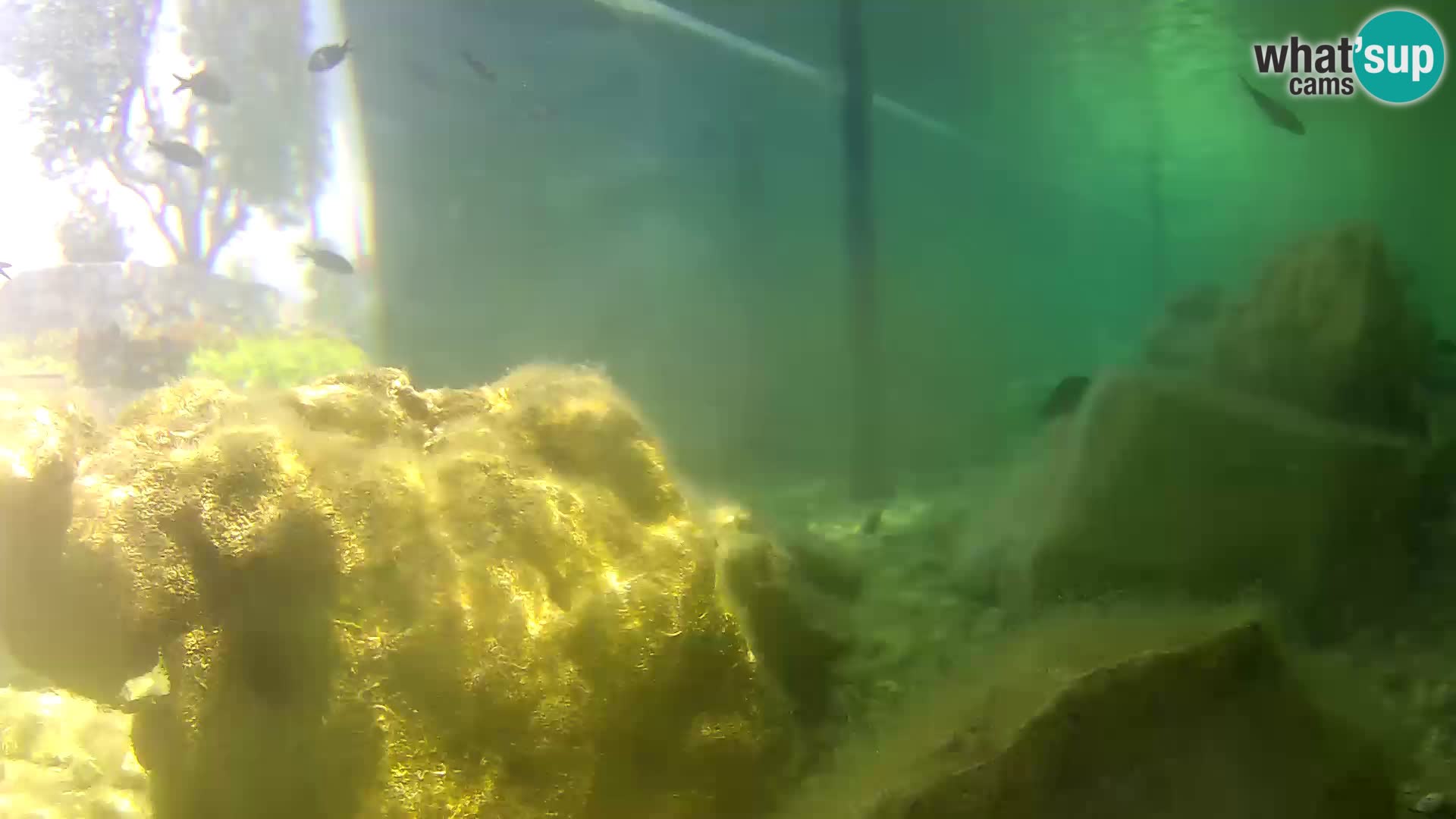 Webcam de l’aquarium marin extérieur de Rogoznica Croatie