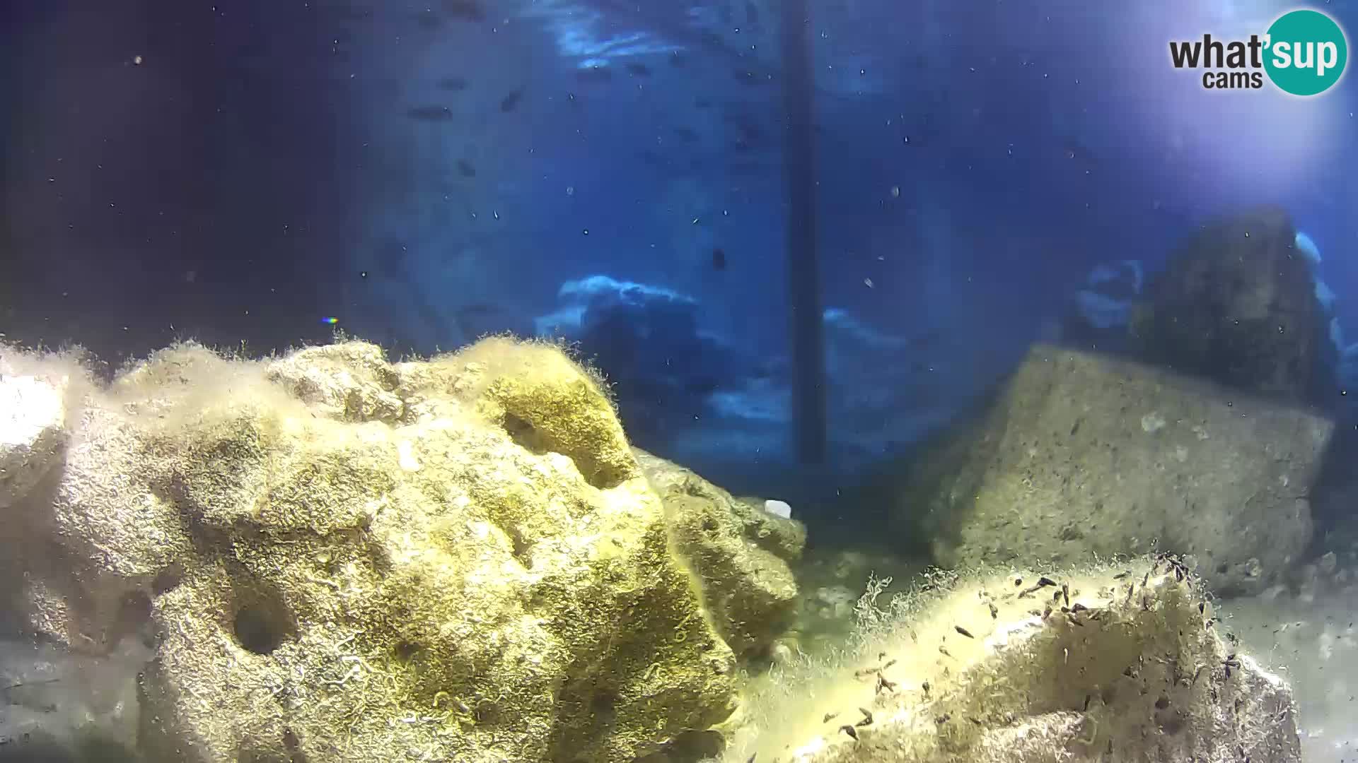 Acuario marino al aire libre Rogoznica webcam Croacia