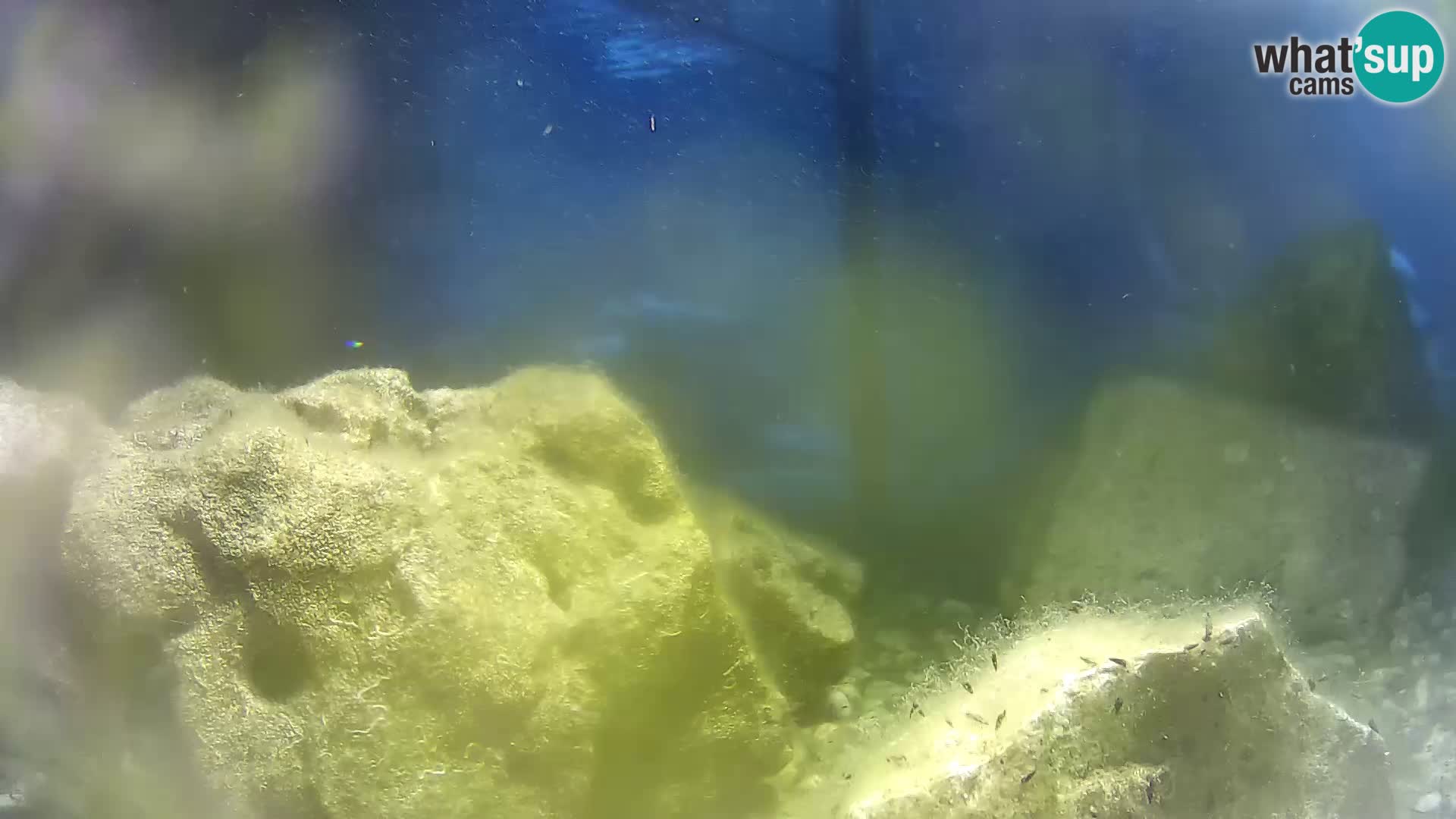 Outdoor Marine Aquarium Rogoznica webcam Croatia