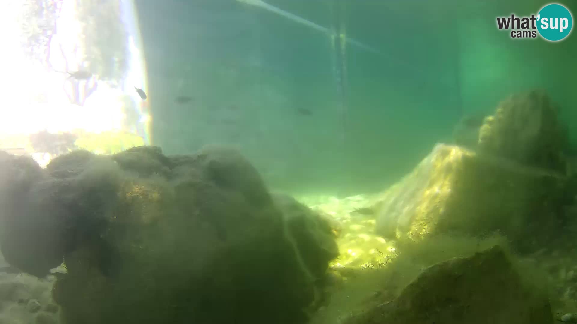 Acuario marino al aire libre Rogoznica webcam Croacia