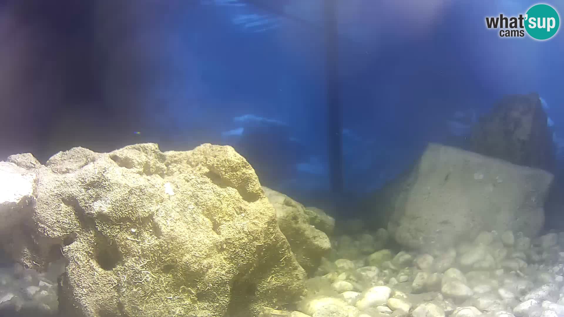 Webcam de l’aquarium marin extérieur de Rogoznica Croatie