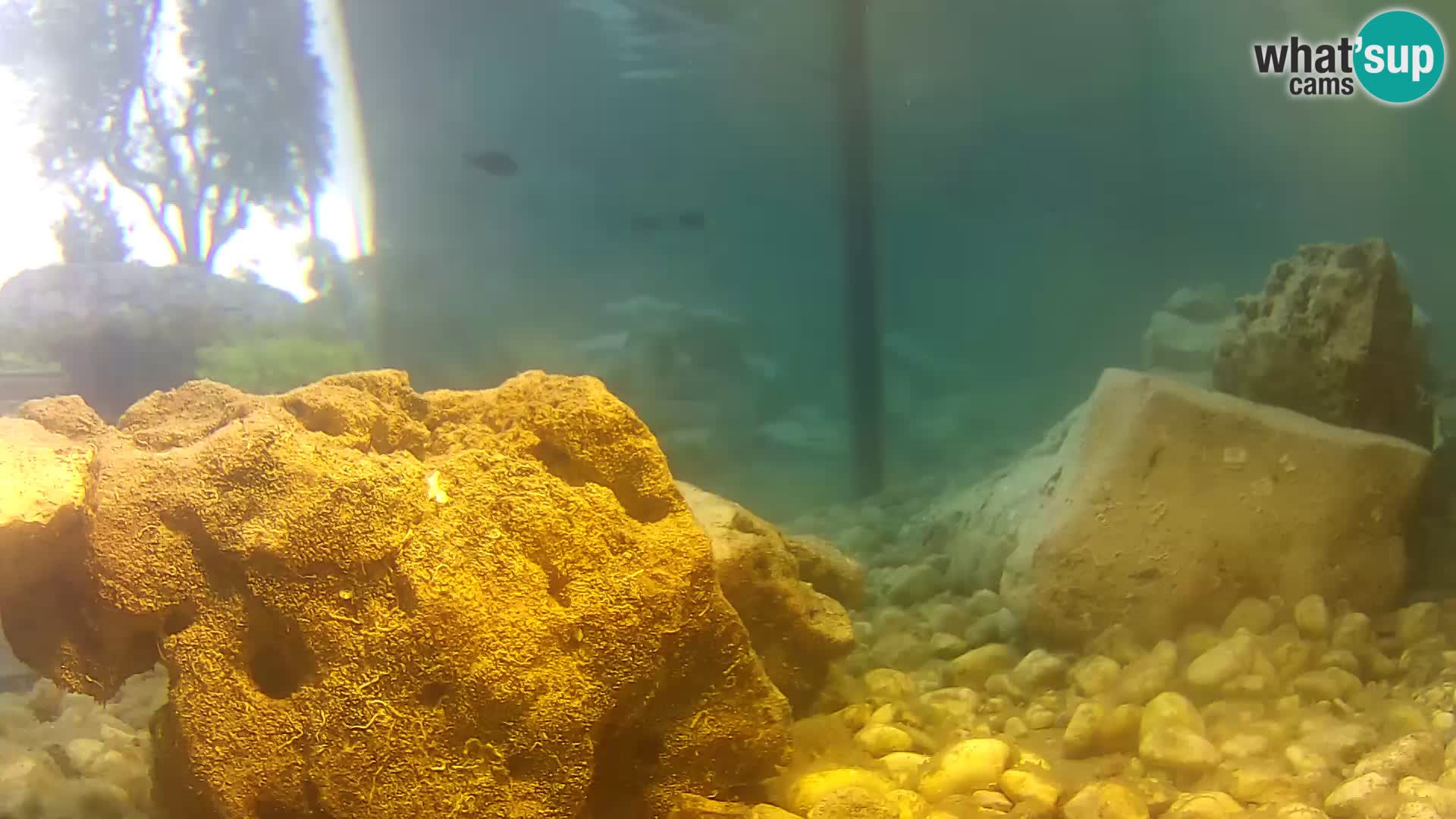 Outdoor Marine Aquarium Rogoznica webcam Croatia