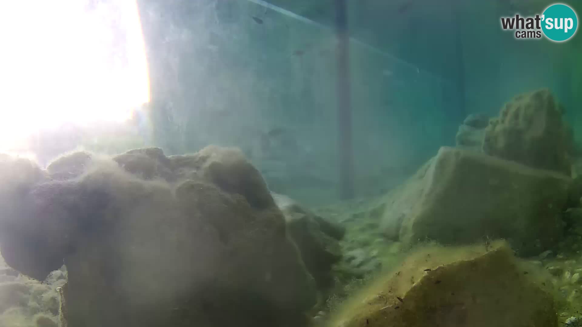 Aquario marino esterno –  Rogoznica livecam Croazia
