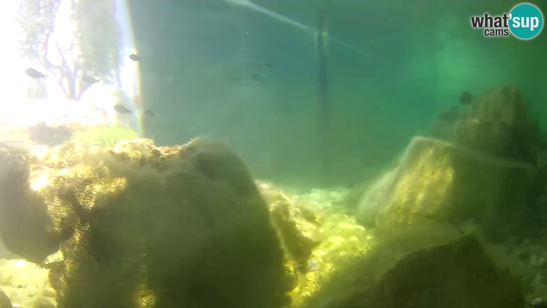 Acuario marino al aire libre Rogoznica webcam Croacia