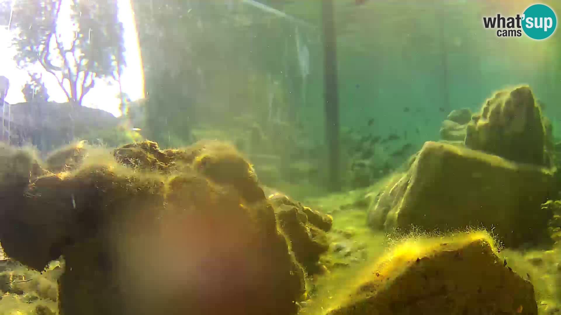 Outdoor Marine Aquarium Rogoznica webcam Croatia